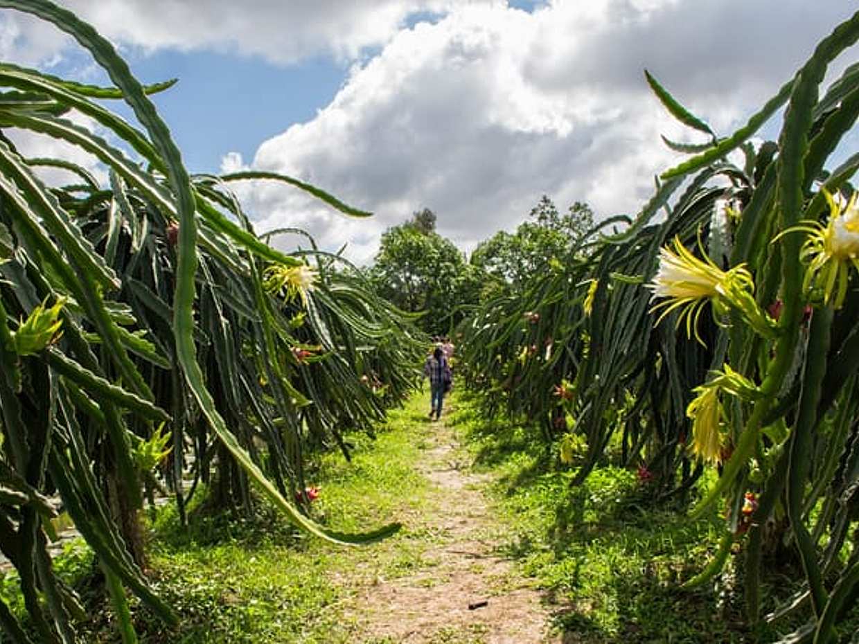 2 Days 1 Night Discover Mekong Delta Visiting Floating Market Group Tour, photo 4