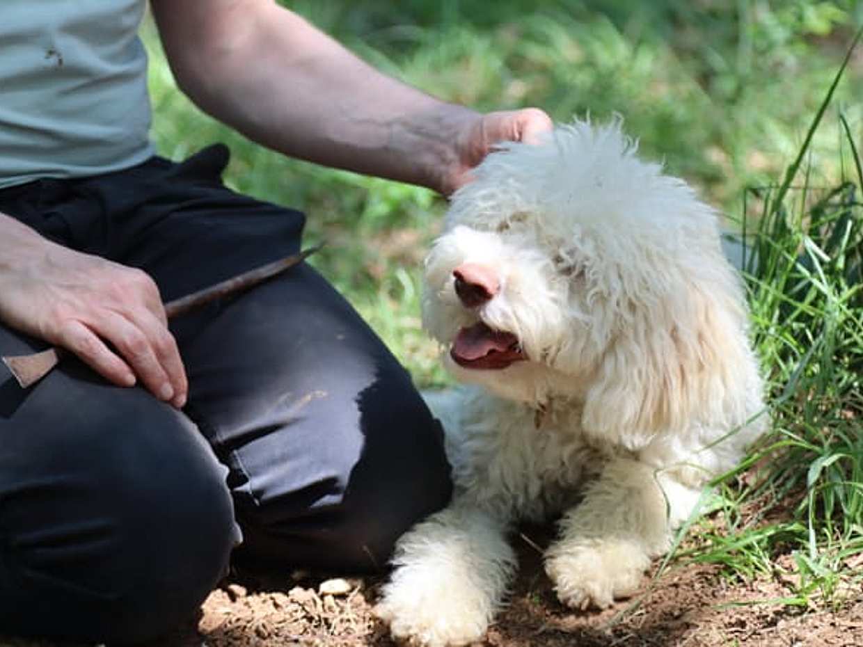 Truffle digging demonstration and tasting, photo 2