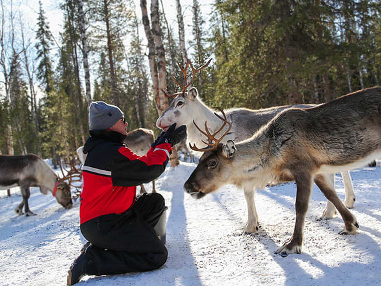 Snowshoeing to a Private Reindeer Forest & Reindeer Herder’s Day with Lunch, Levi, photo 2