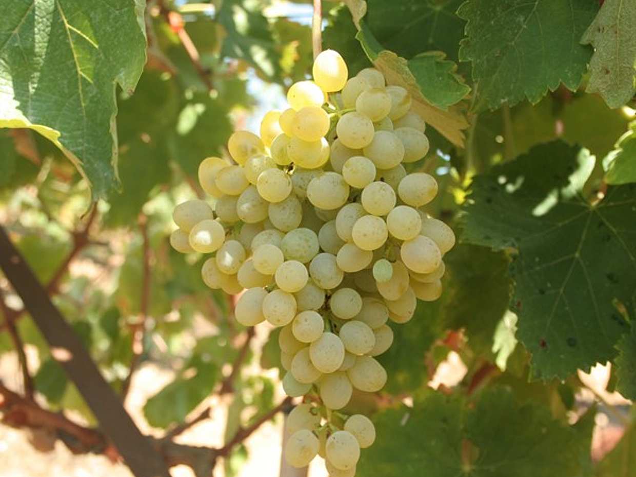 RTH02. Explore the Secrets of Wine and Olives in Greece, Rethymno, photo 5