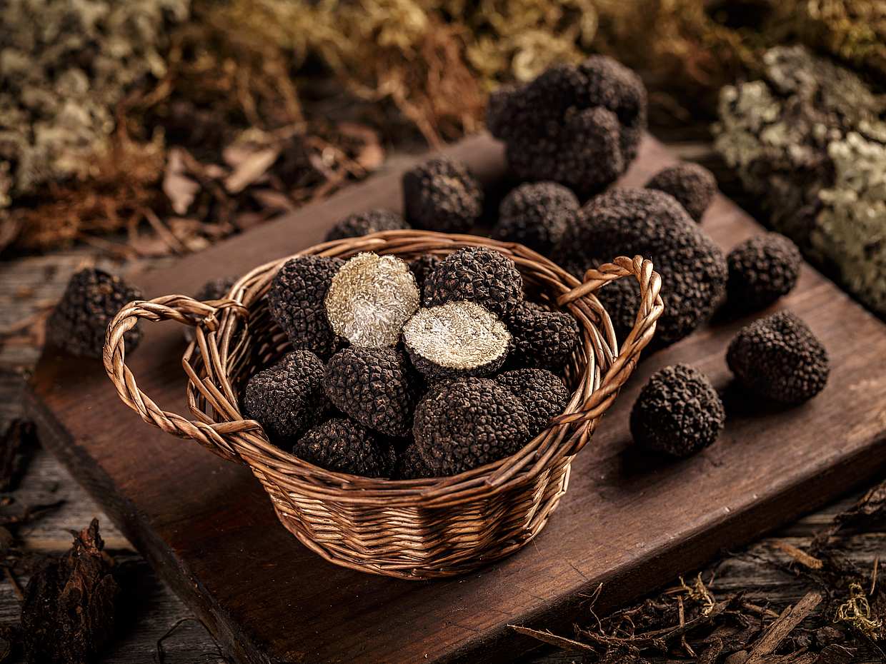Cyprus Truffle Tour in Paphos