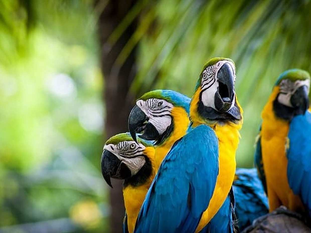 Classic Peru with Amazon Jungle Tour Package