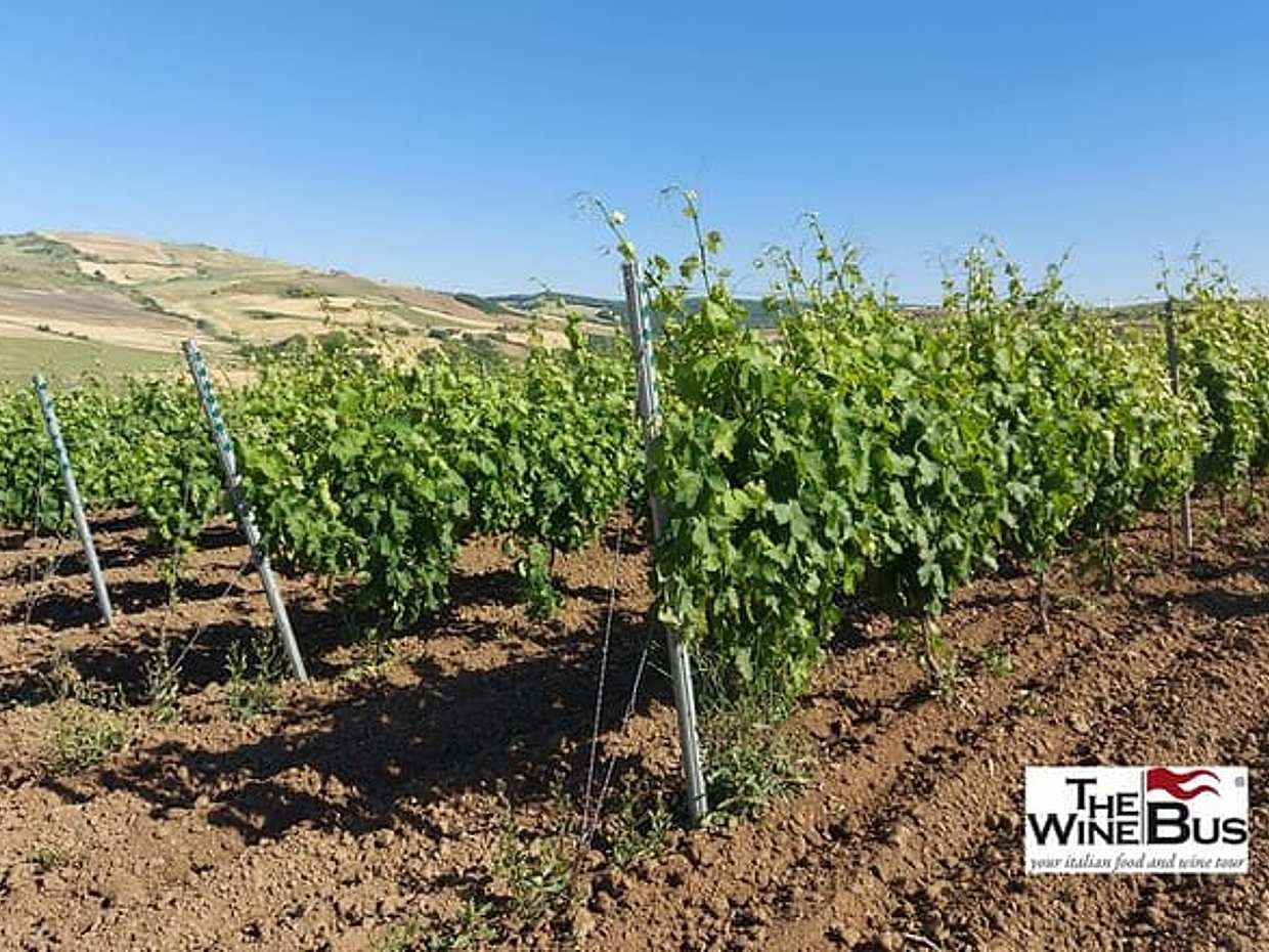 Private Vulture Wine Tour from MATERA with sommelier