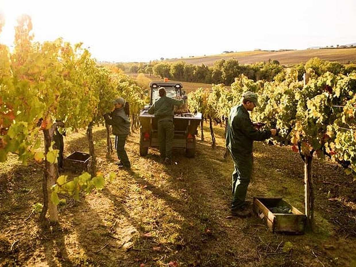 Exclusive Private Assisi & Sagrantino di Montefalco Wines from Florence
