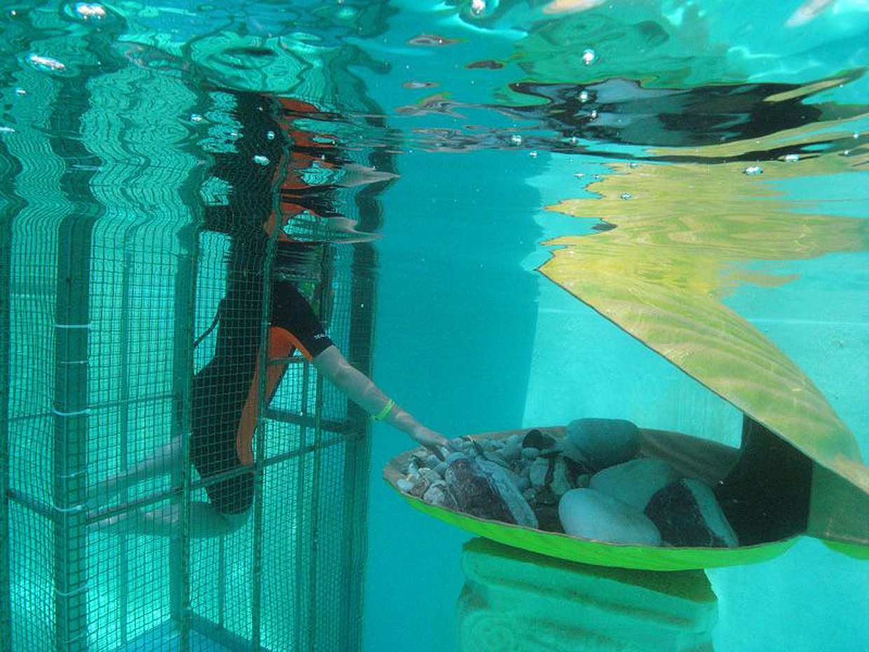 Seapark: Swimming in Pool Aquarium with Authentic Creatures in Turkey, Side, photo 4