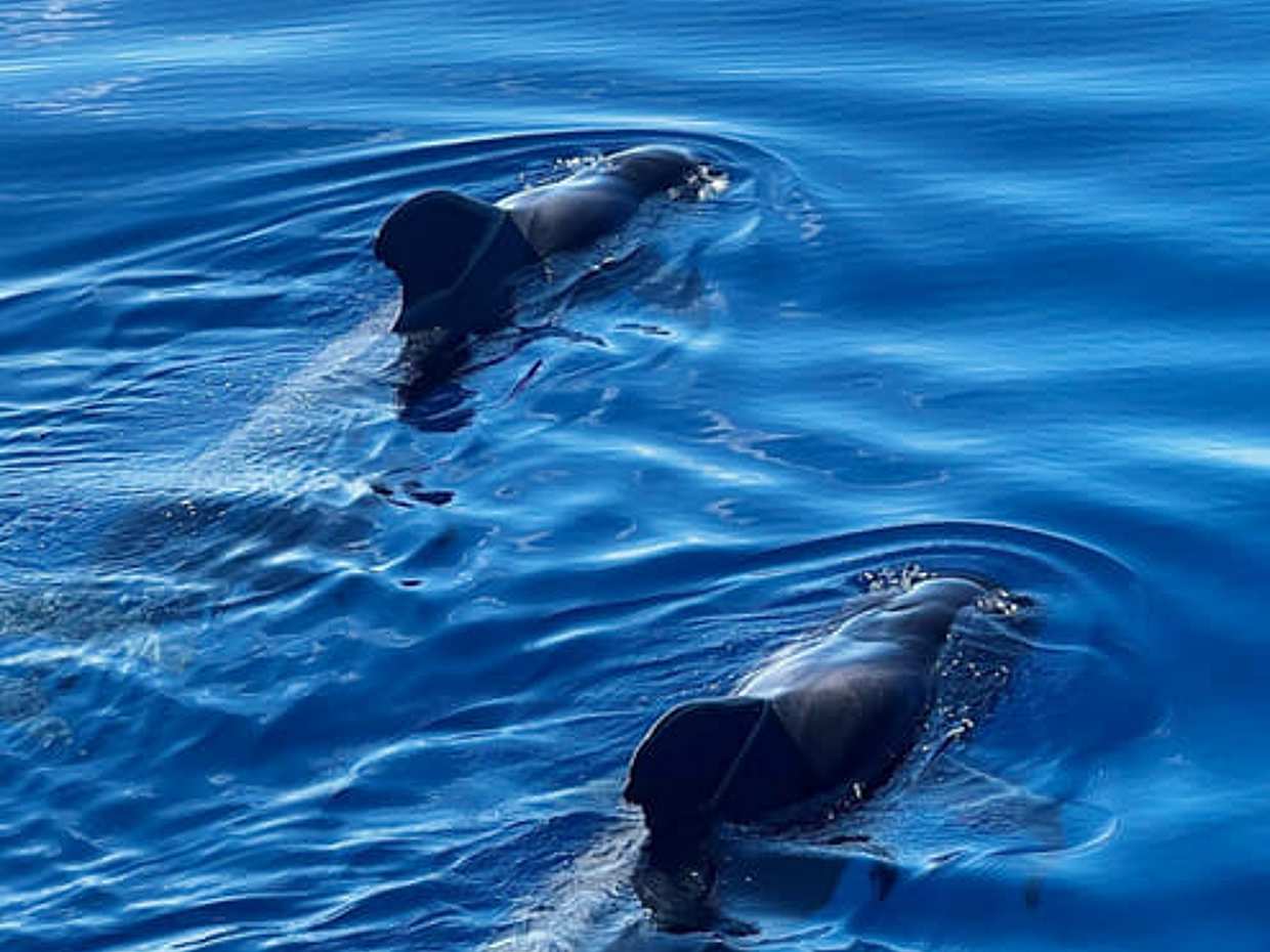2h Viking Cruise Whales & Dolphins Watching