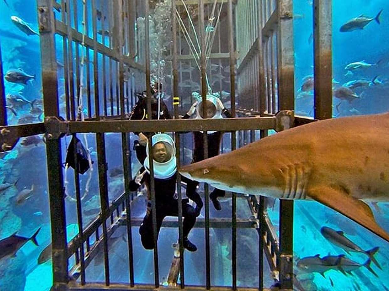 Shark Encounter, photo 3