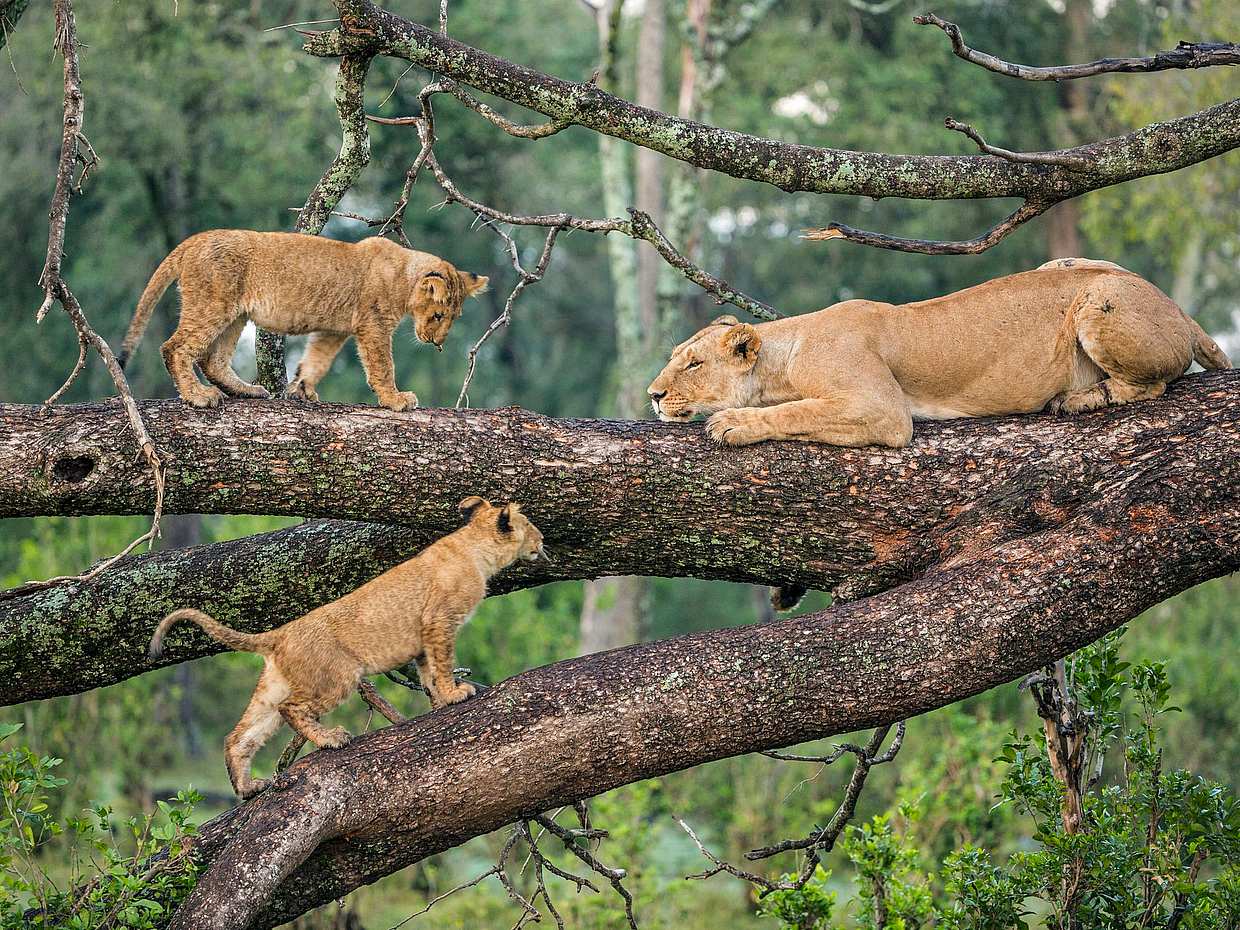 Lake Manyara National Park Full-day Tour from Arusha in Tanzania
