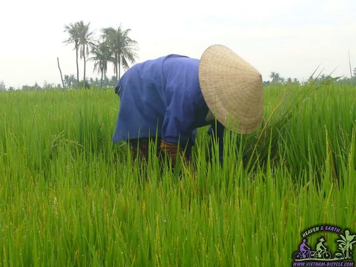 "Ochtend Traditionele Plattelands Fietstour Hoi An in Vietnam", photo 5