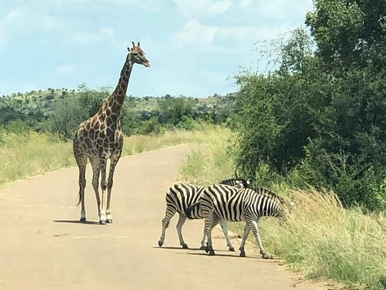 An Unforgettable Safari from Johannesburg to Pilanesberg in South Africa, Gauteng, photo 5