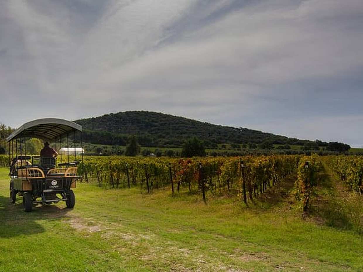 Exclusive Private Suvereto Experience from Florence: Land of Elisa Bonaparte, photo 2