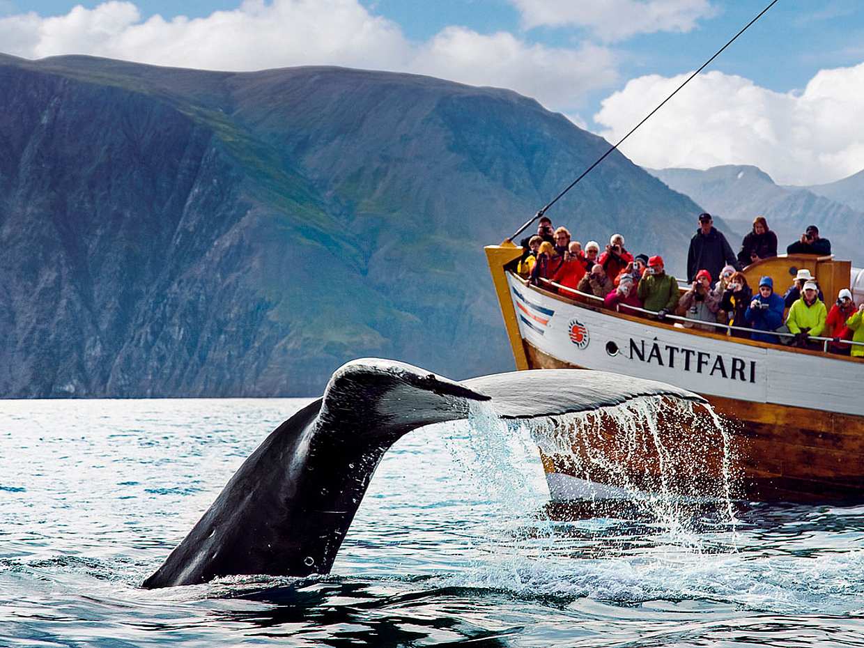 Húsavík Original Walbeobachtung in Island, Húsavík Walbeobachtung.
