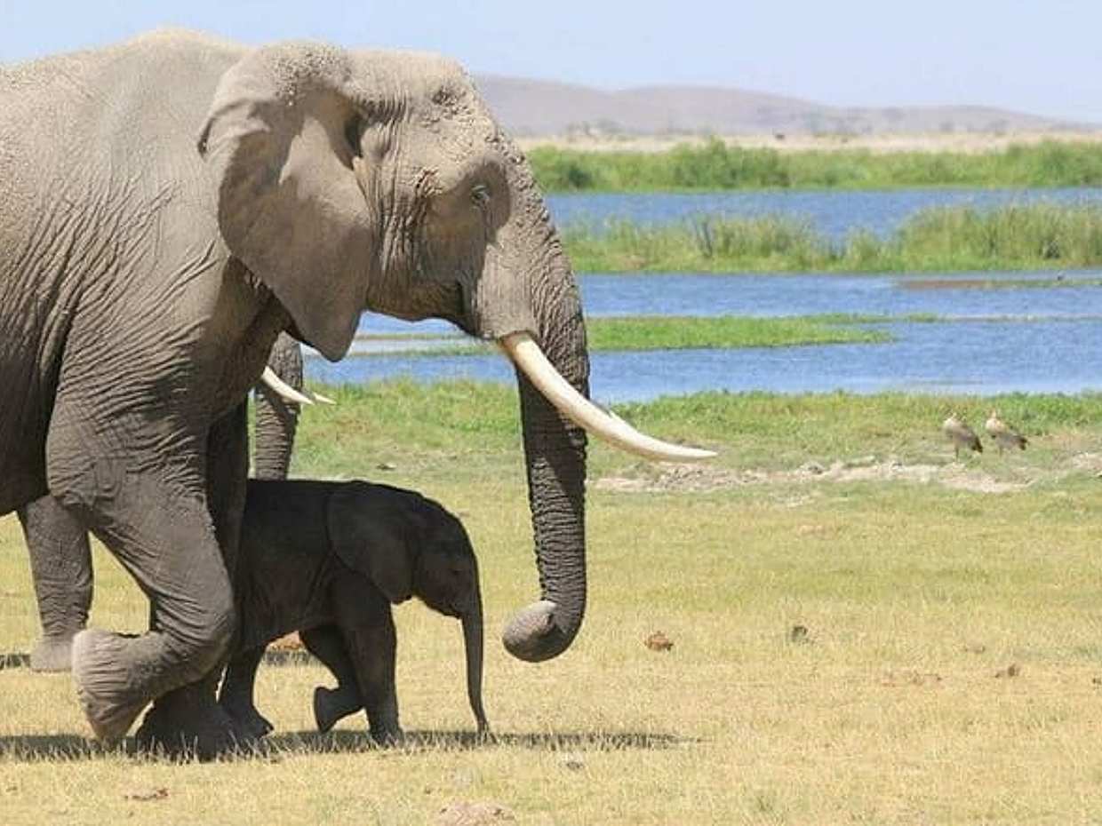 3-Day Amboseli & Mt Kilimanjaro Fly In Safari from Mombasa., photo 3