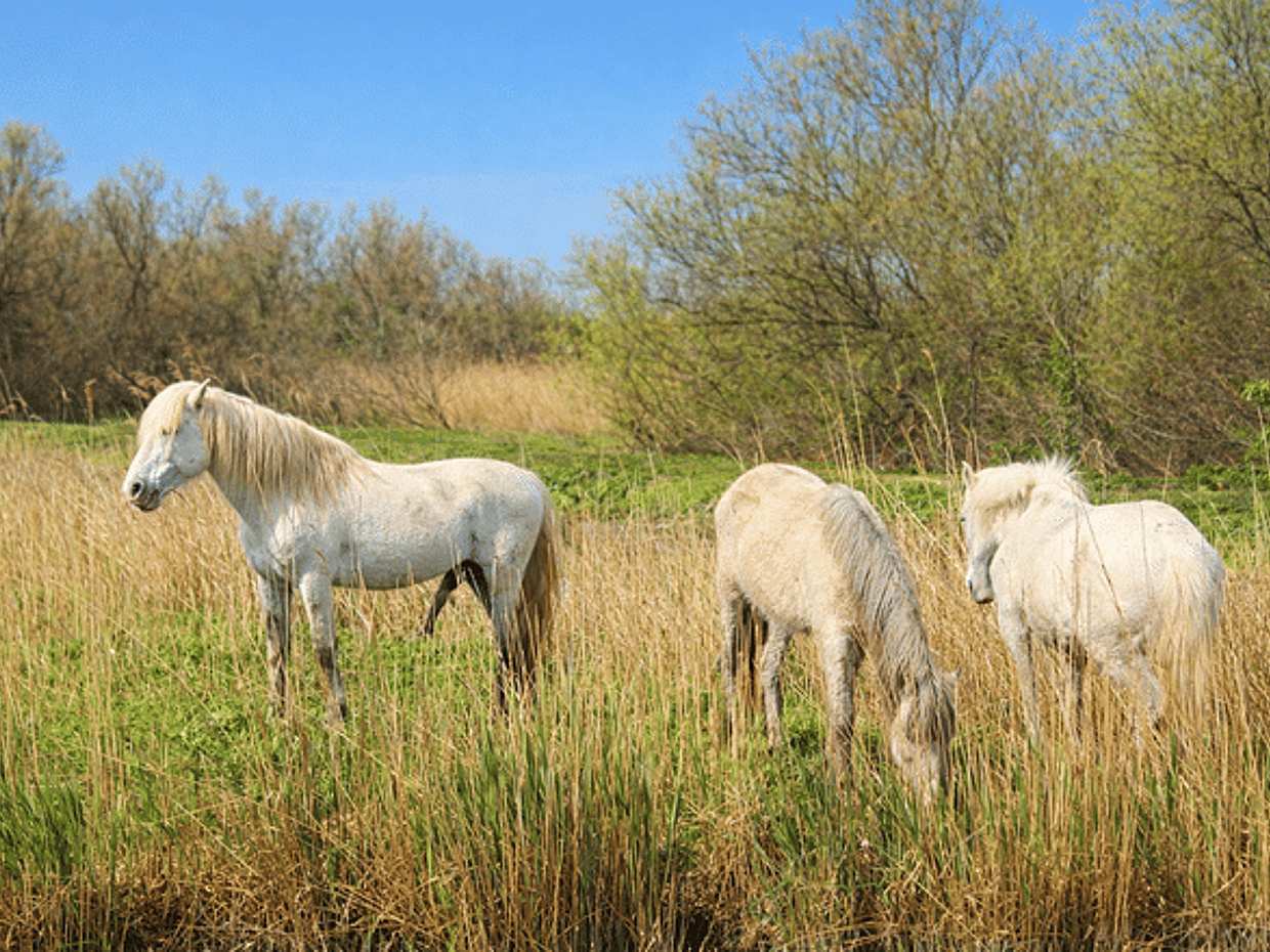 Comacchio Valleys: nature hike to the Boscoforte Peninsula among wild horses and lagoon landscapes, photo 2