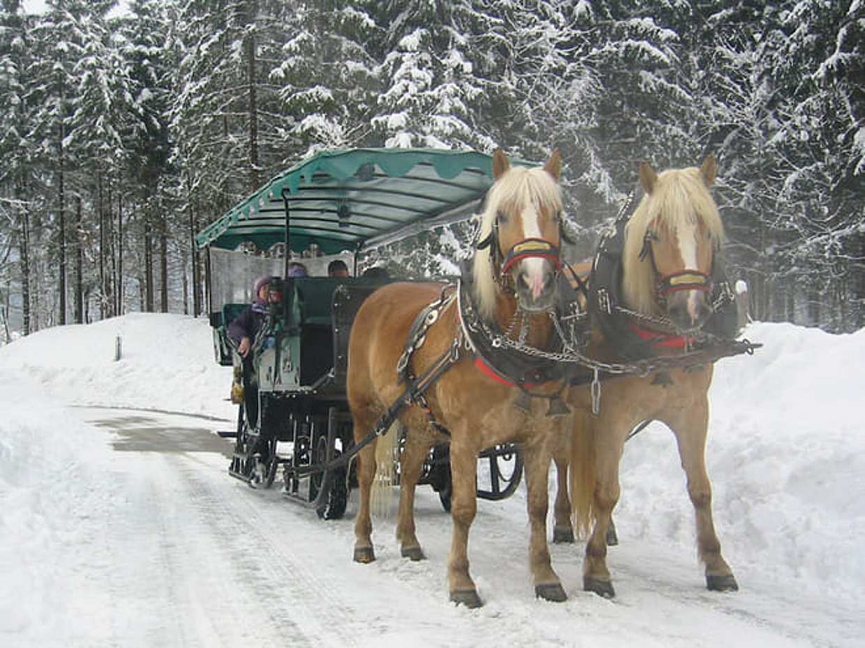 Horse drawn sleigh ride - Private Half-Day Tour, photo 4