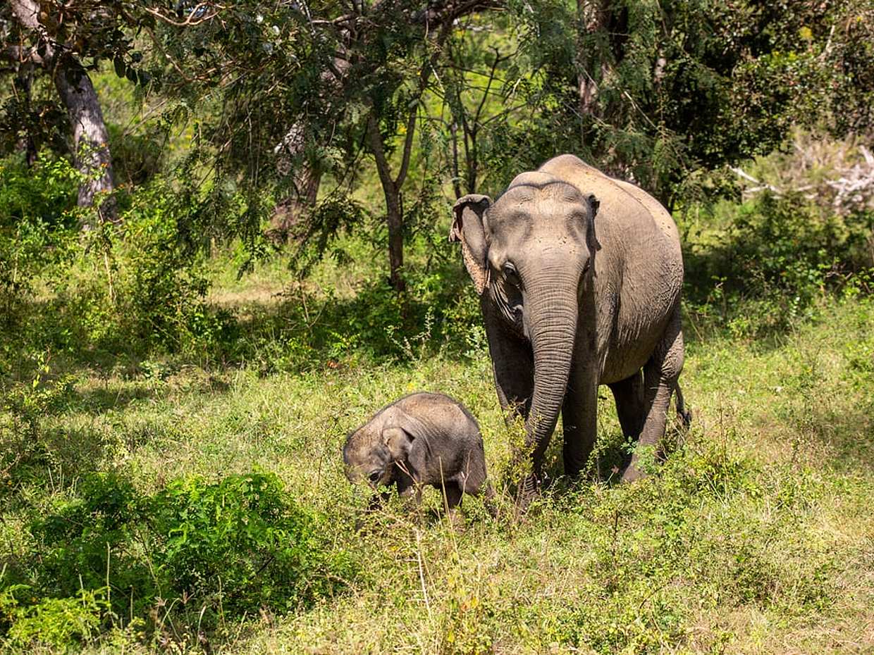 For Couples: Private Jeep Safari at Udawalawa National Park in Sri Lanka, photo 3