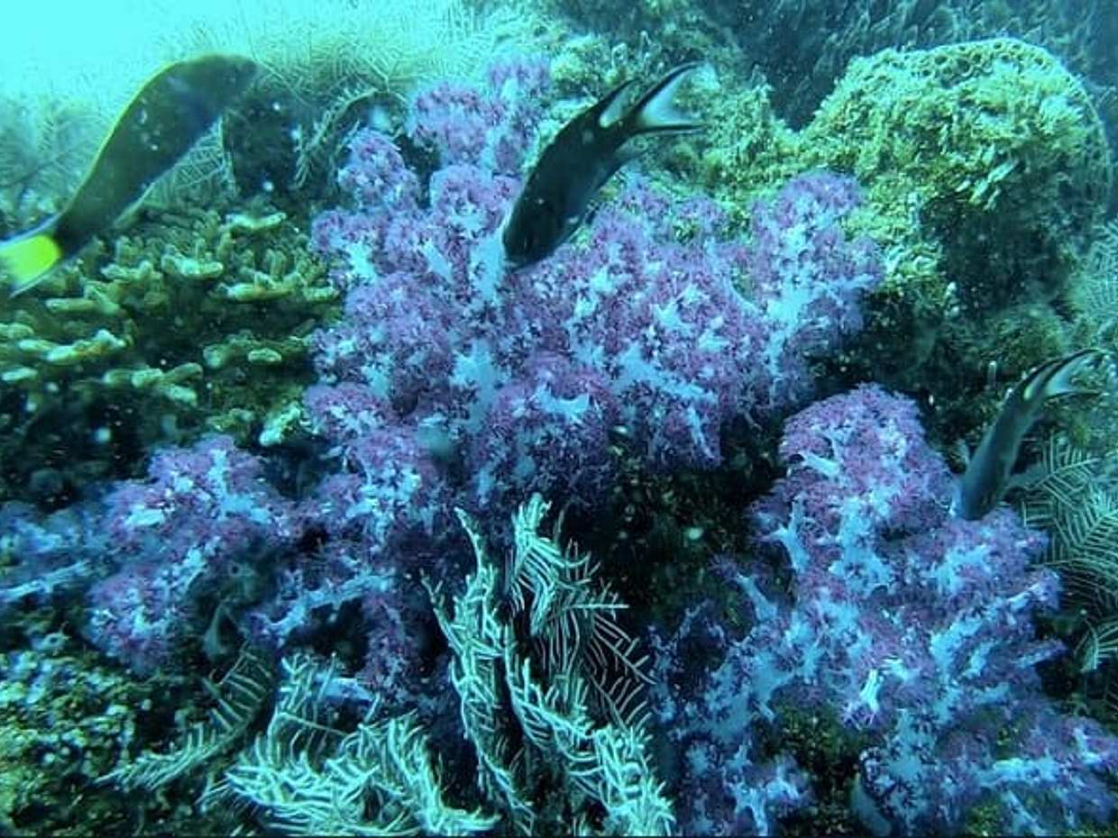 Unique Phu Quoc 1Day Tour Diving with pro guide, photo 4