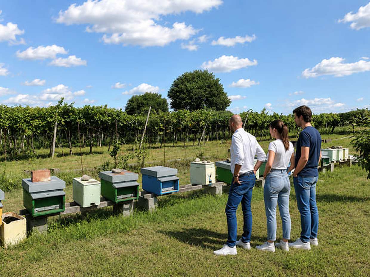 Beekeping Farm tour with food tasting in Lazise