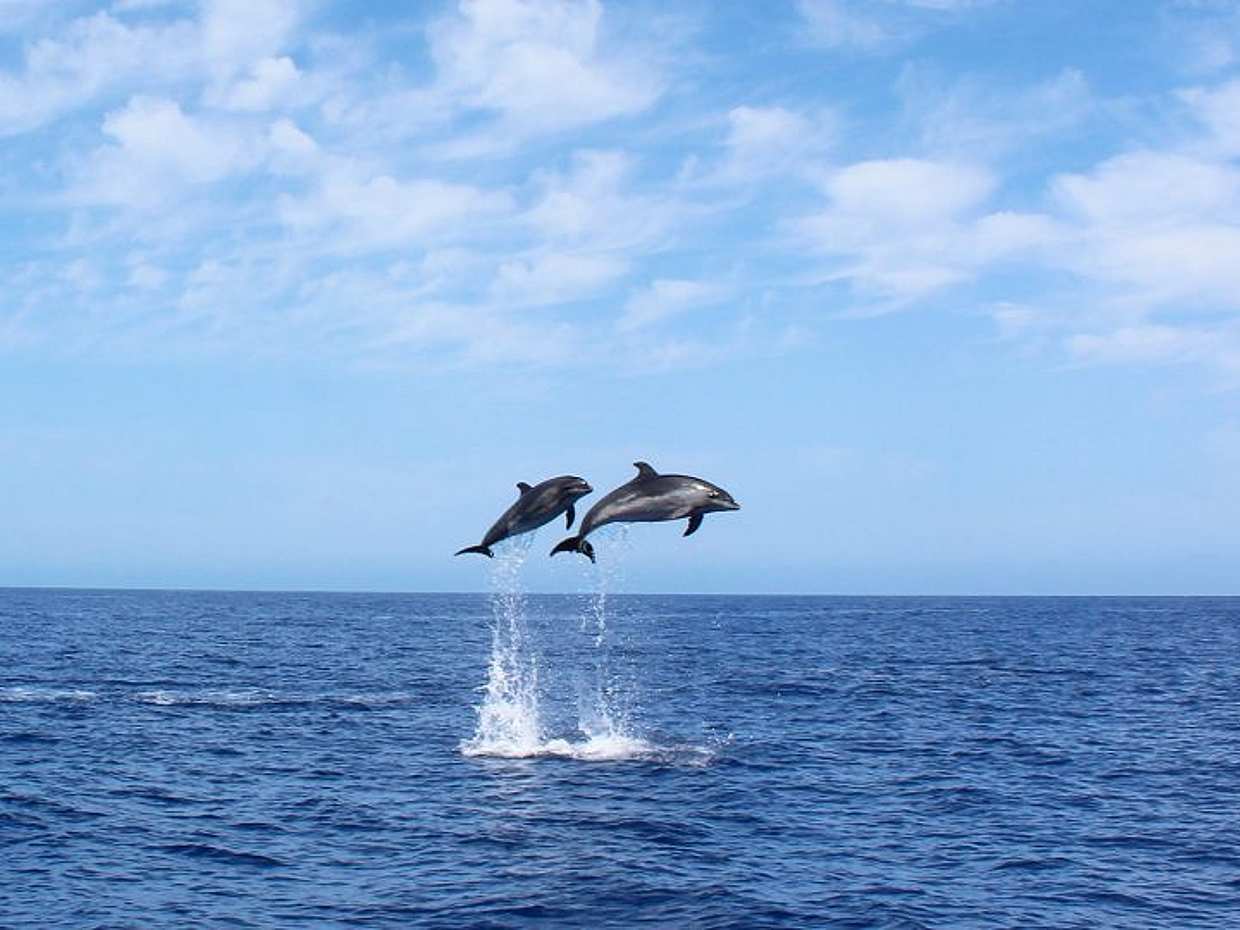 Whales & Dolphins Watching Cruise from Calheta, Madeira in Portugal, Estreito da Calheta