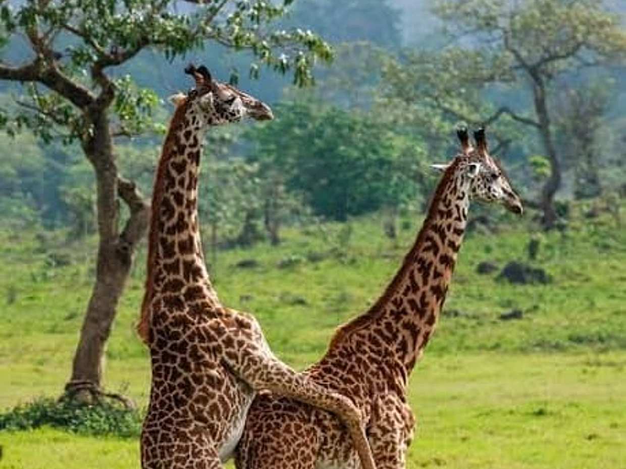 Arusha National Park Day Trip: Game Drive & Walking Safari, Tanzanie, photo 5