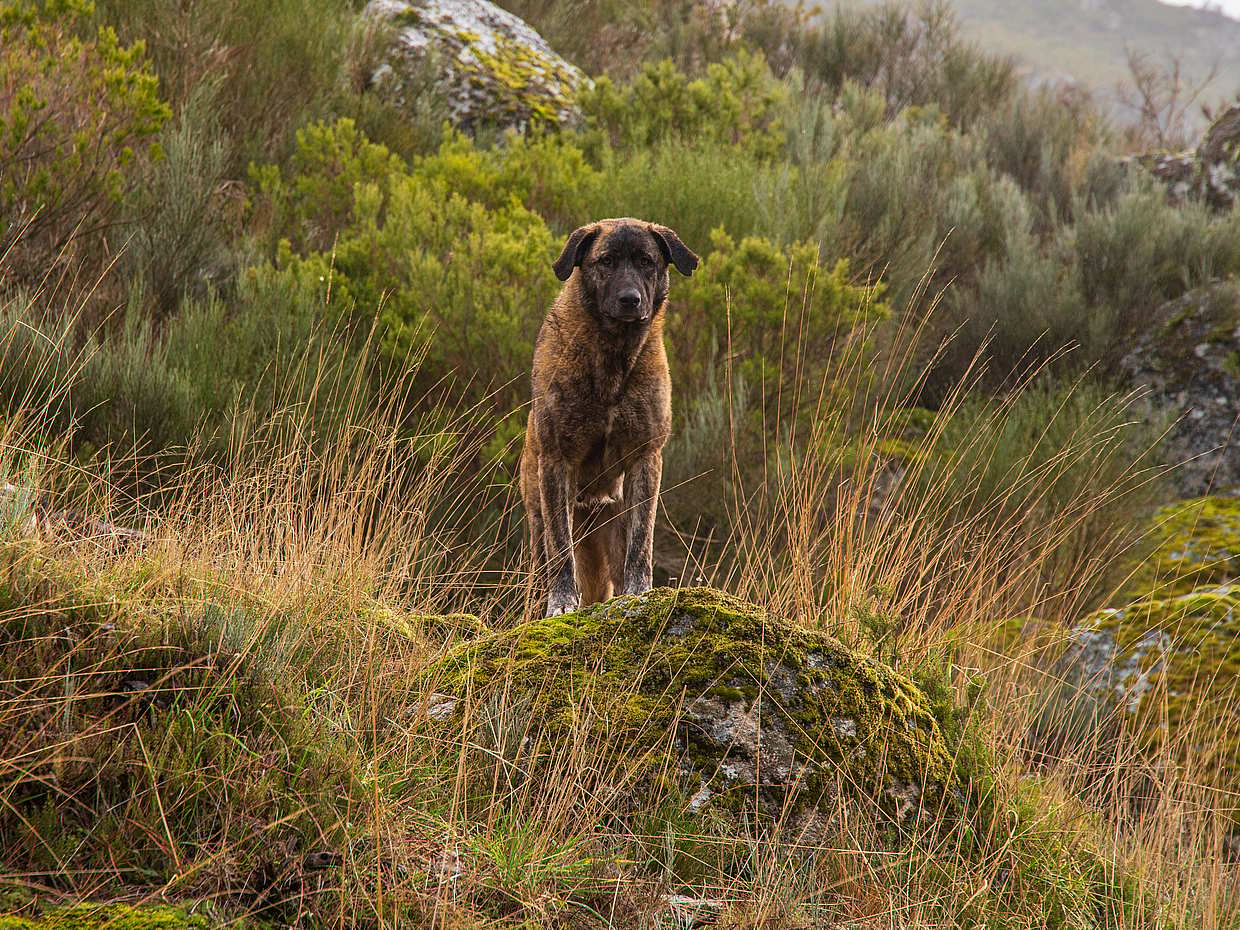 Serra da Estrela Private Tour in Portugal, Lissabon
, photo 3