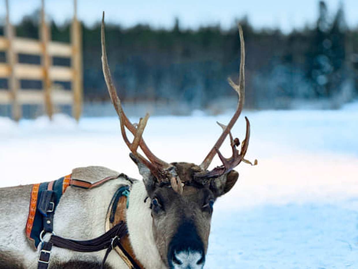 Sami Reindeer Safari Express by the Ounasjoki Rapids, photo 2