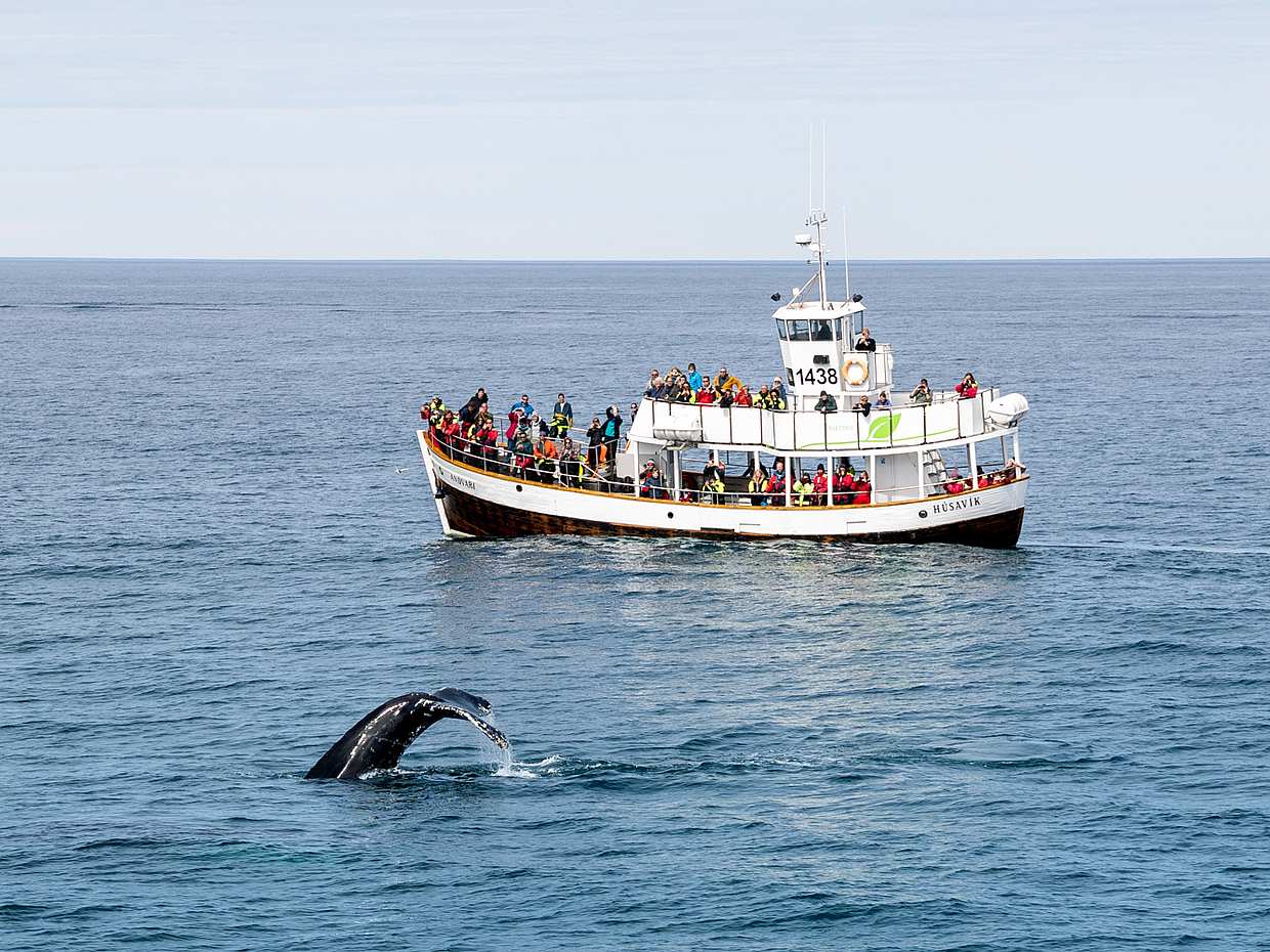 Geräuschlose Walbeobachtung (CO2-neutral) ab Húsavík in Island, Walbeobachtung mit Segelboot in Húsavík
, photo 5