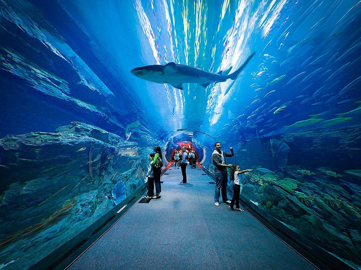Burj Khalifa 124 & 125 Floor NON-PRIME + Under Water Zoo Combo in United Arab Emirates, Dubai, photo 4