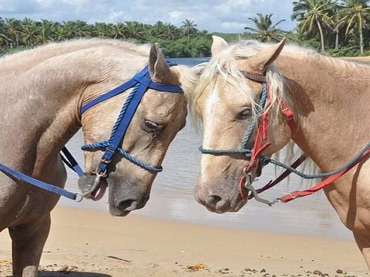 Horseback Riding to Maimon River from Punta Cana, photo 5