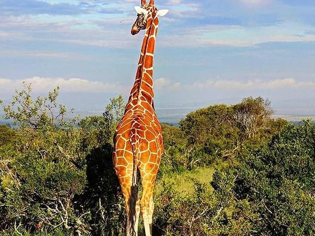 Ol Pejeta Conservancy Day Tour from Nairobi, photo 3
