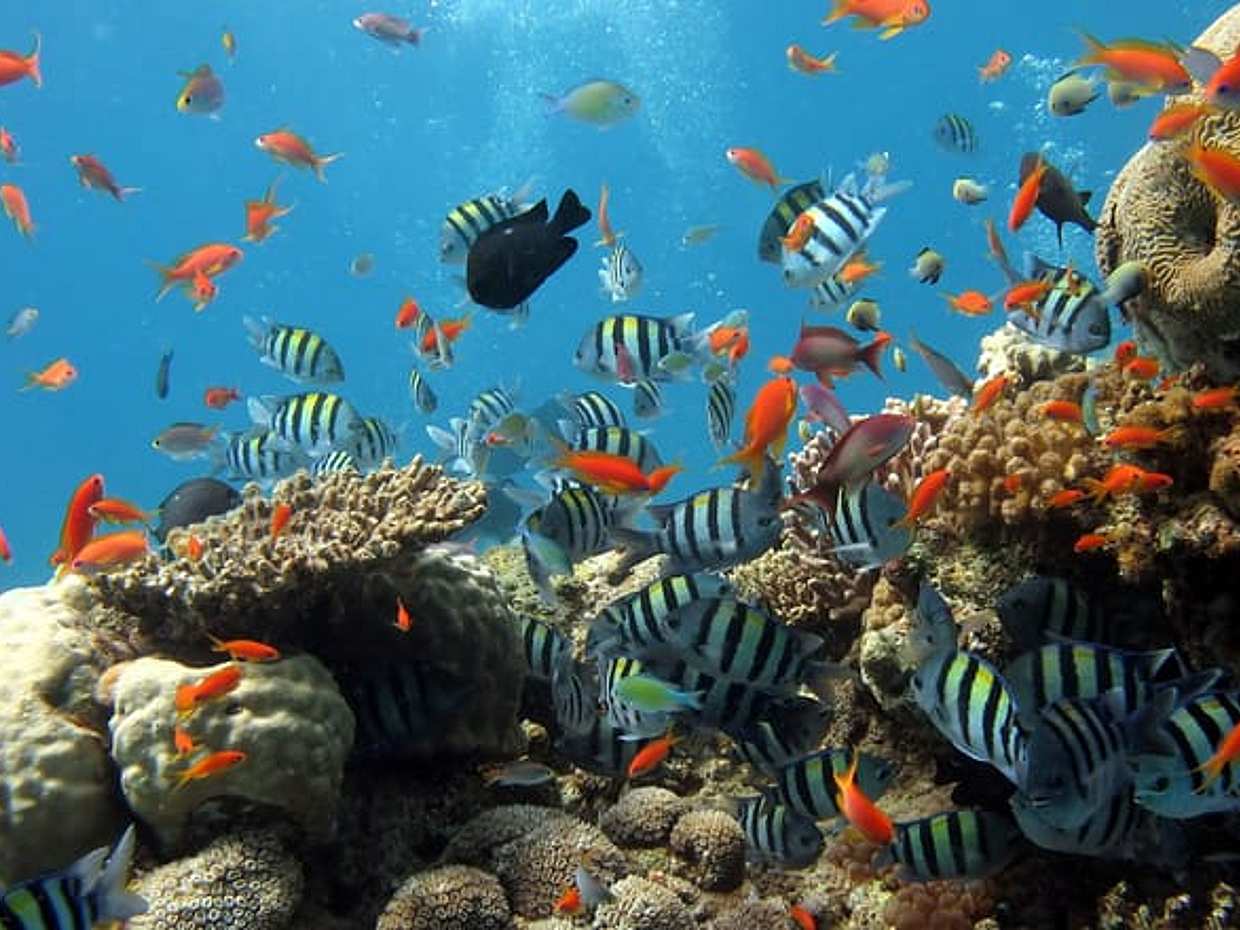 Snorkeling - Fishing To The South Phu Quoc, photo 5
