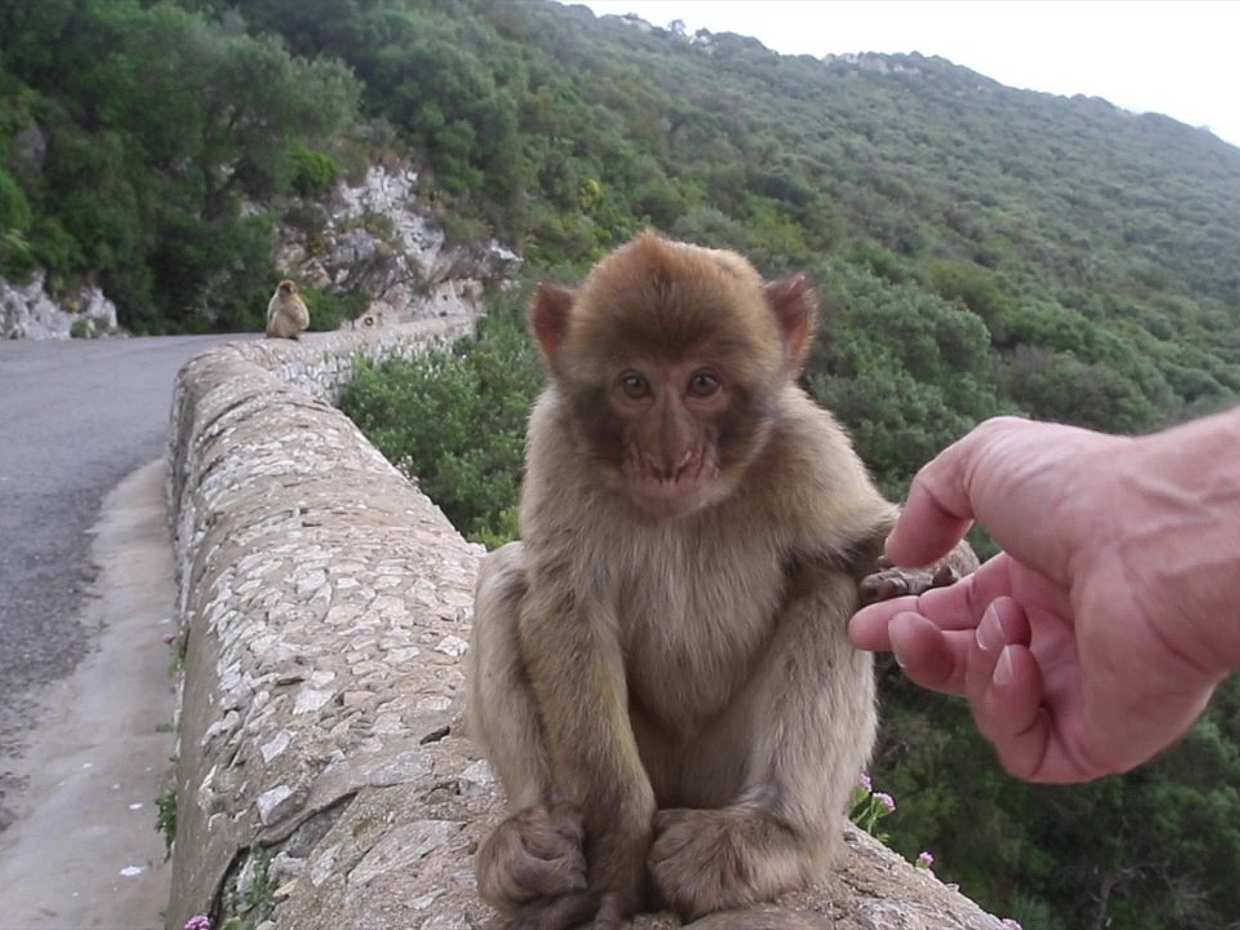 Full-day Gibraltar Tour in Spain, Malaga, photo 2
