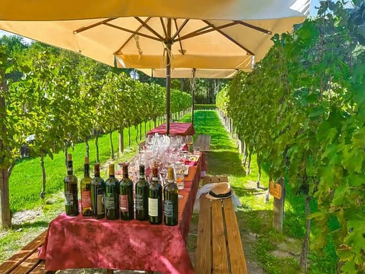 Chianti: Passeio Panorâmico com Degustação de Vinhos e Almoço Toscano na Itália, Siena, photo 2