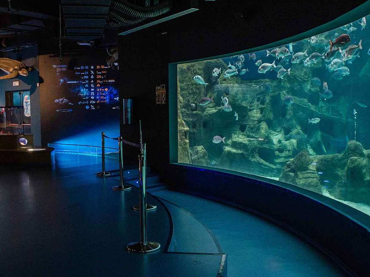 جولة Cretaquarium من هيراكليون - اصطحاب من كوكوني هاني إلى ماليا في اليونان، CretaAquarium Thalassokosmos.
