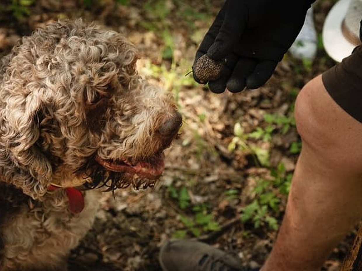 Exclusive Private Truffle Hunt Experience with Lunch & Wine Tasting from Florence, photo 3