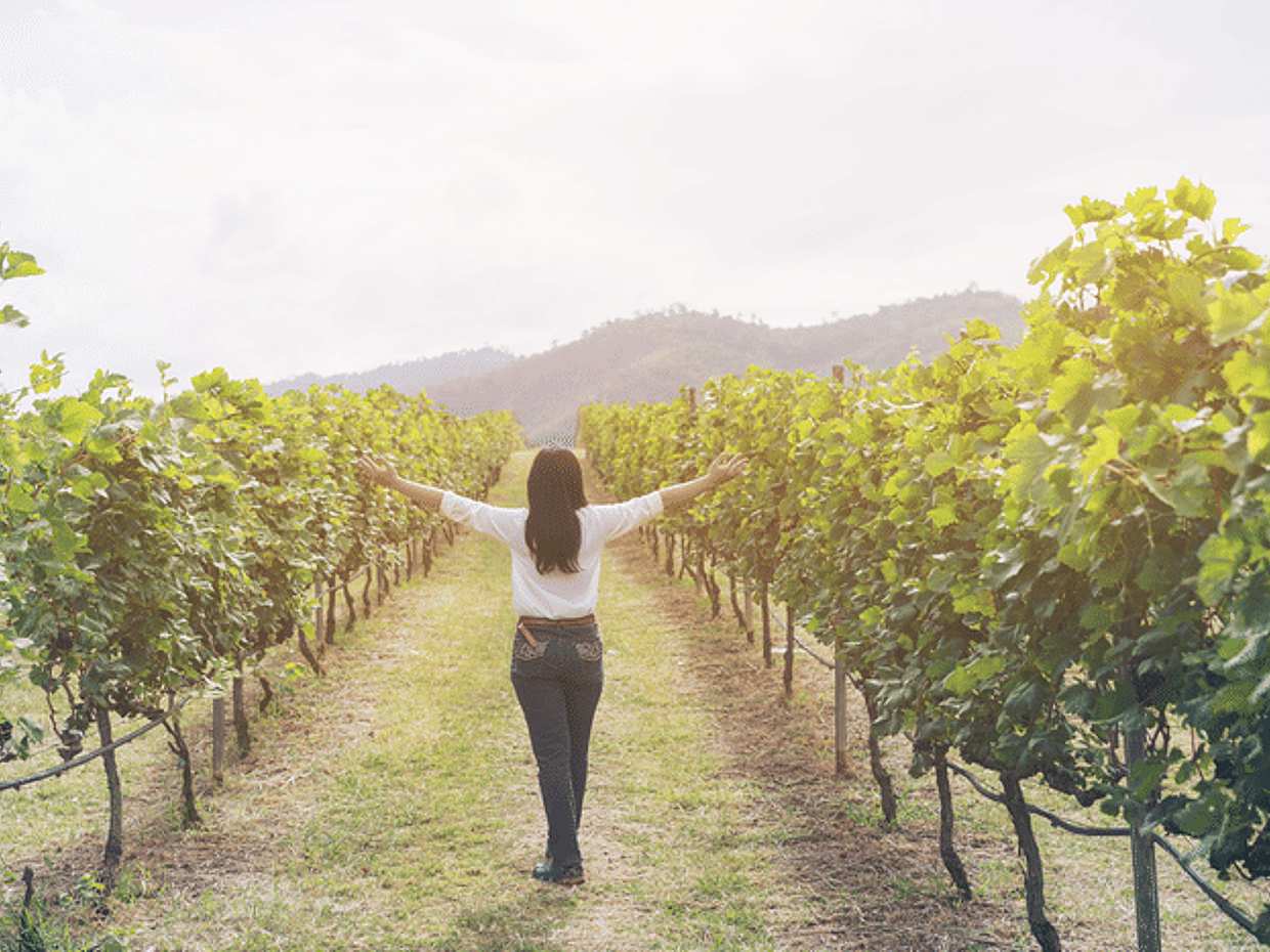 Mount Vesuvius Wine Tasting Experience