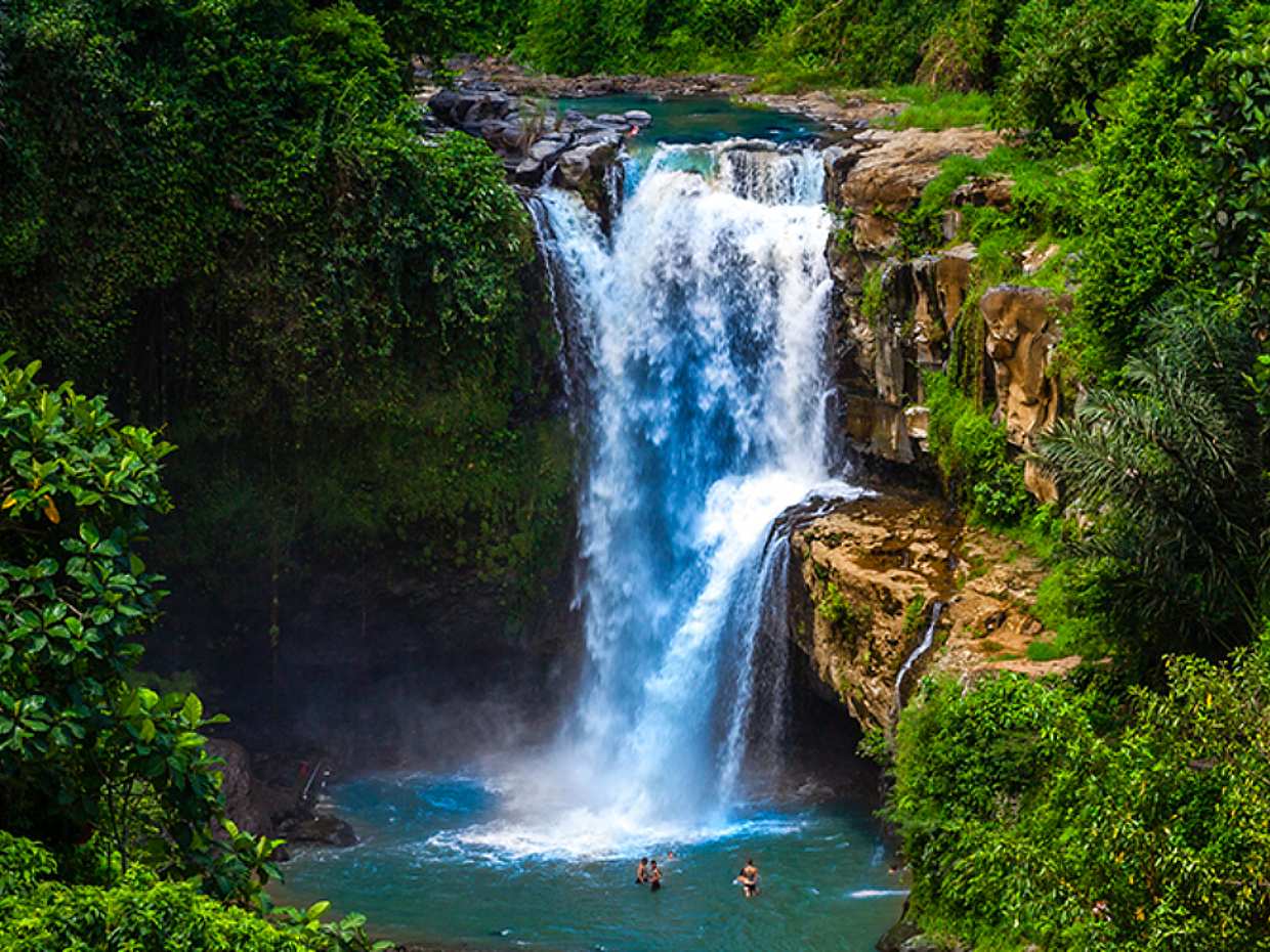 Bali: 1 Day Tour to Discover Waterfall - Sacred Temple - Coffee Plantation - Rice Terrace - Monkey Forest in Indonesia, photo 2