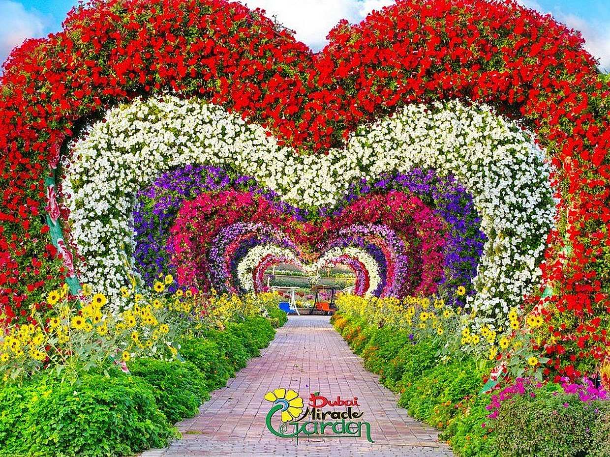Miracle Garden Tour in United Arab Emirates, Dubai, photo 2