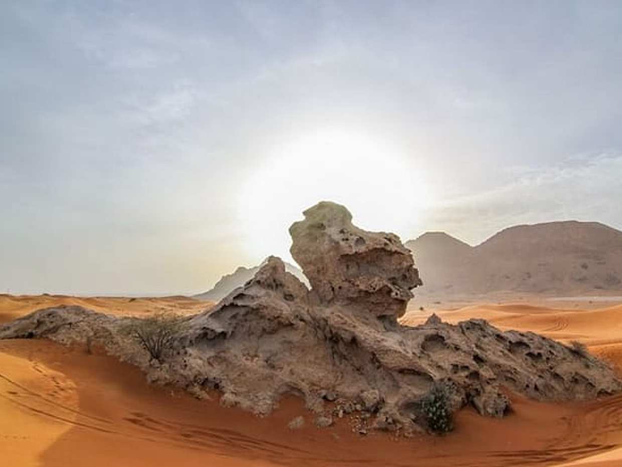Morning Desert Safari with Honey Bee Garden in United Arab Emirates, Dubai, photo 3