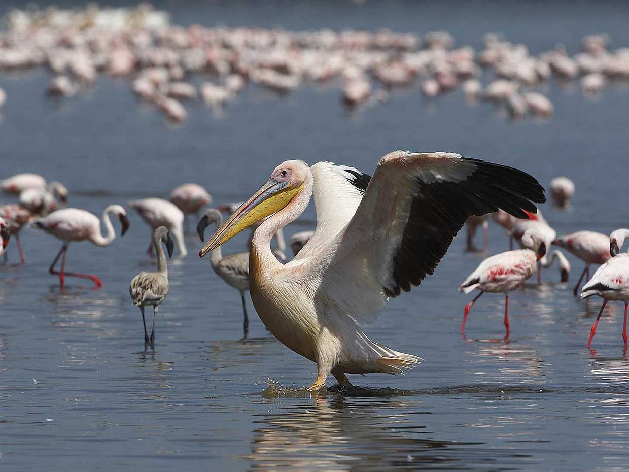 Lake Manyara National Park Full-day Tour from Arusha in Tanzania, photo 3