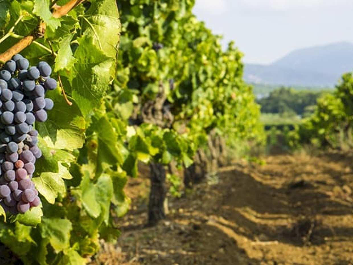 Private Provence Wine Adventure from Toulon Port, photo 4