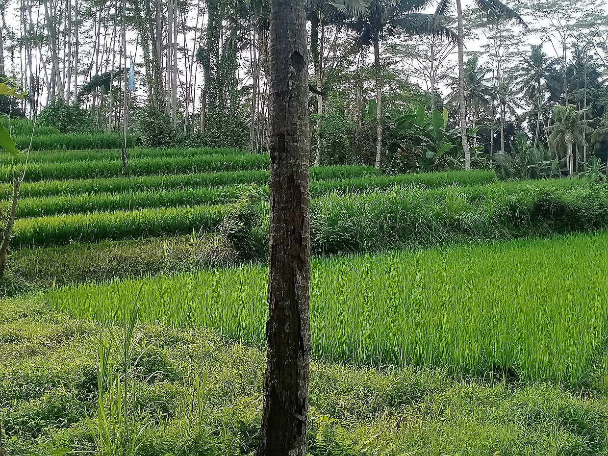 Das Beste von Ubud - Private Besichtigungstour, photo 5