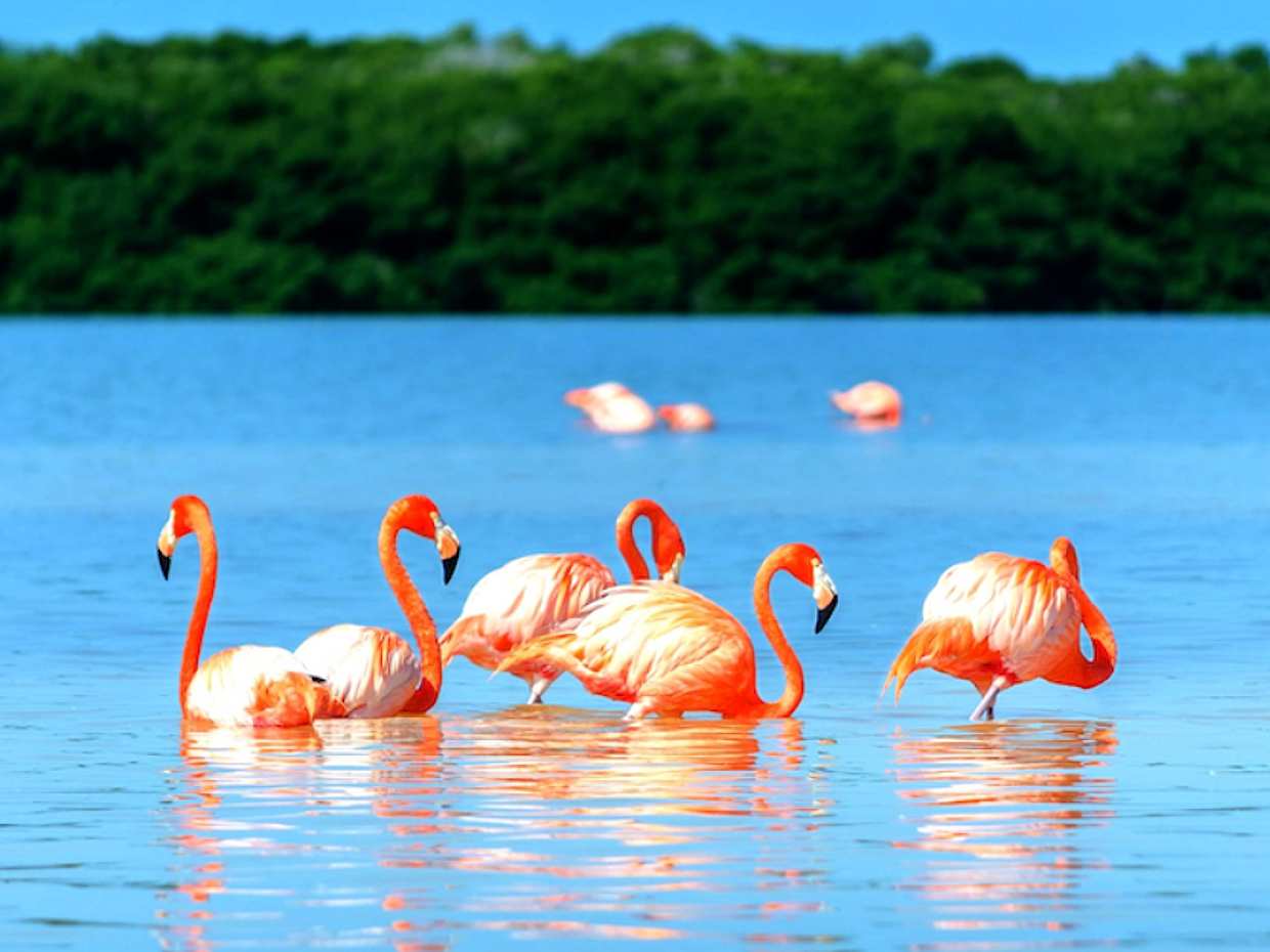 Las Coloradas Full-day Tour in Mexico, Cancún