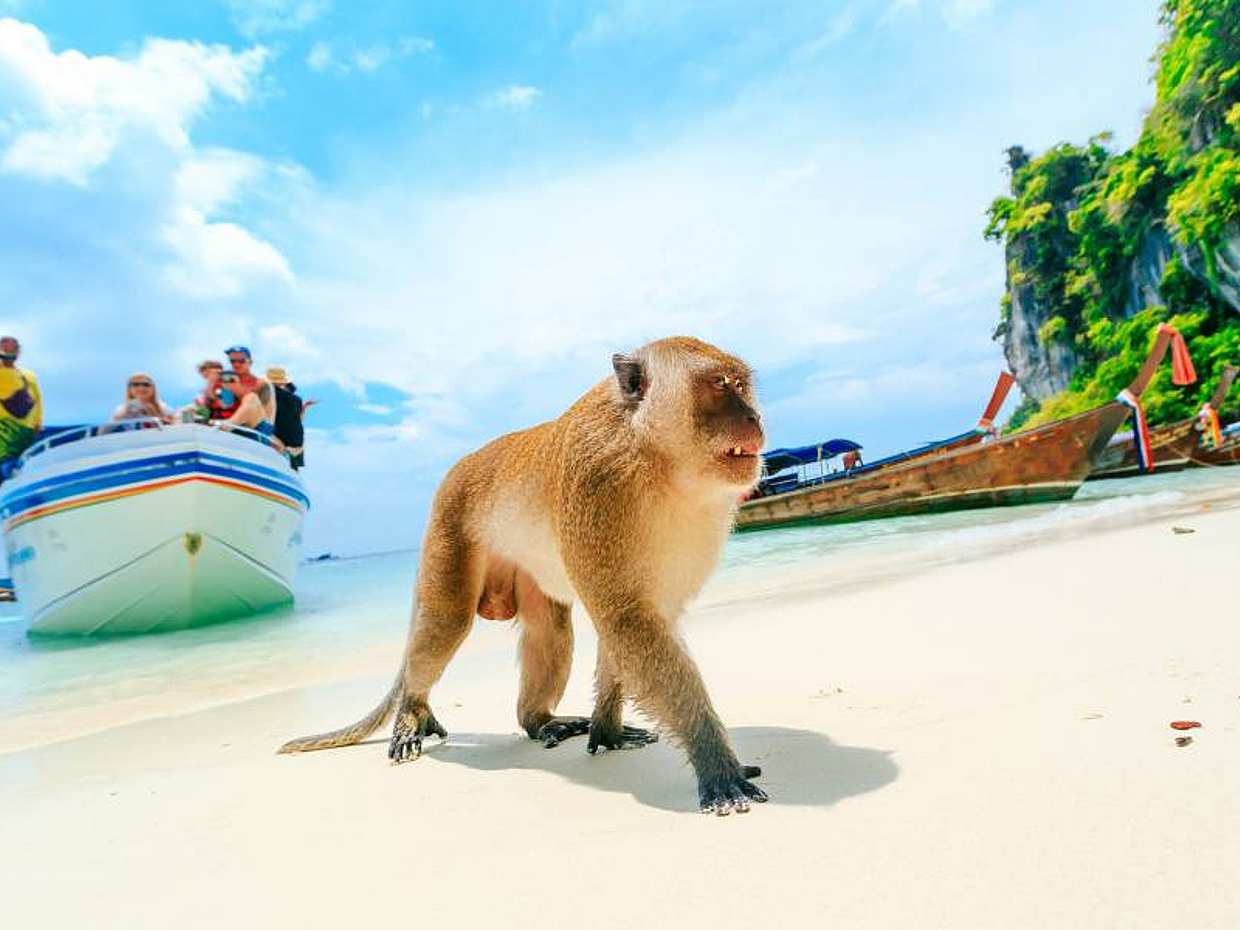 Phi Phi Island: Excursión de lujo en lancha motora al atardecer en Tailandia, Islas Phi Phi.
, photo 3