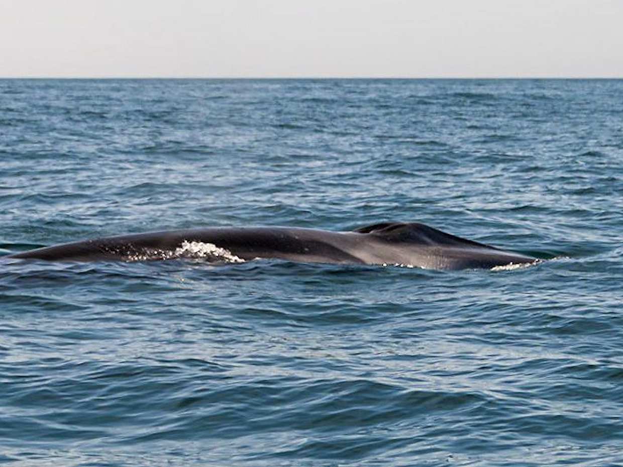 Dolphin Watching Lisbon Boat Tour in Portugal, photo 5