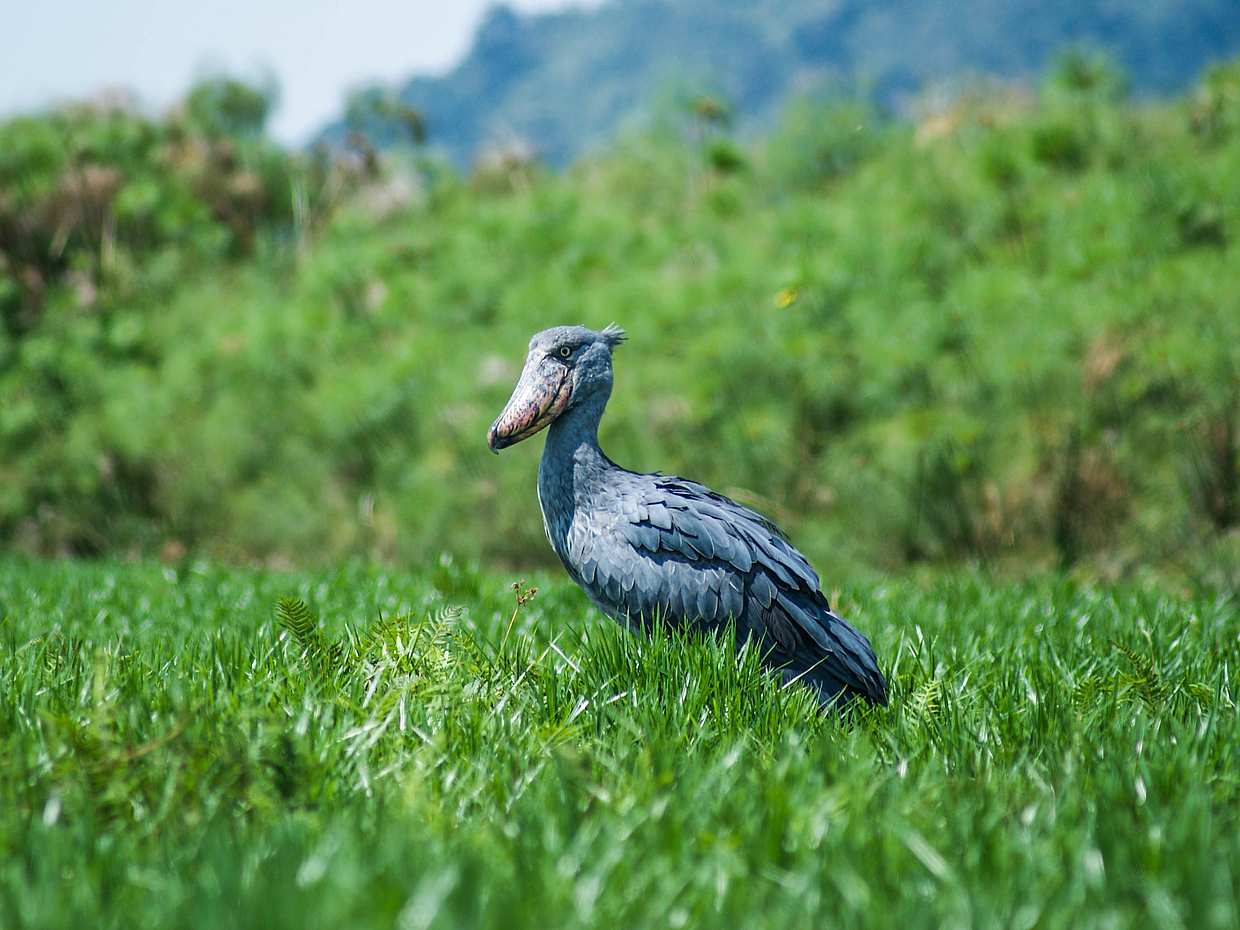 Mabamba Shoebill Exkurze