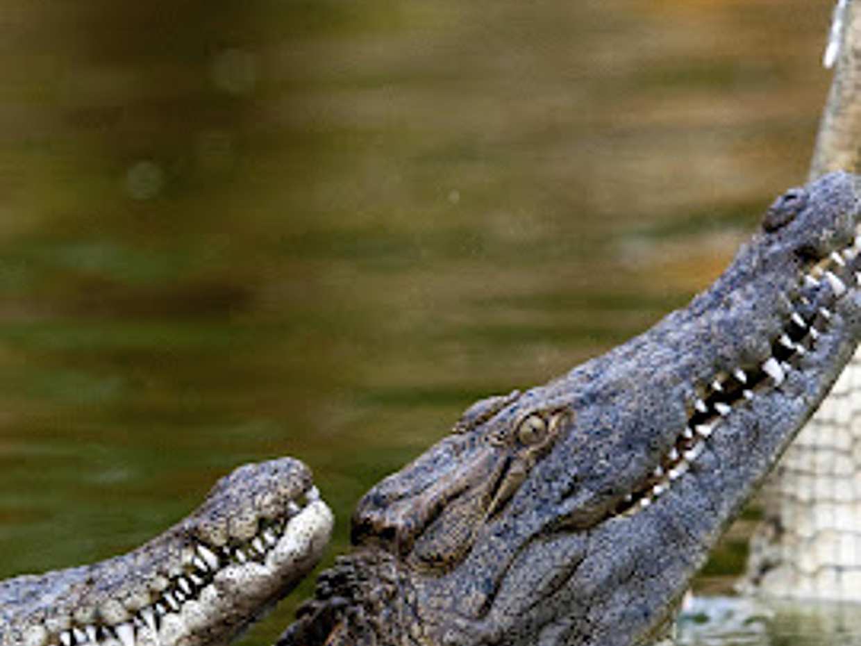 Private Dubai City tour & Crocodile Park Visit in United Arab Emirates