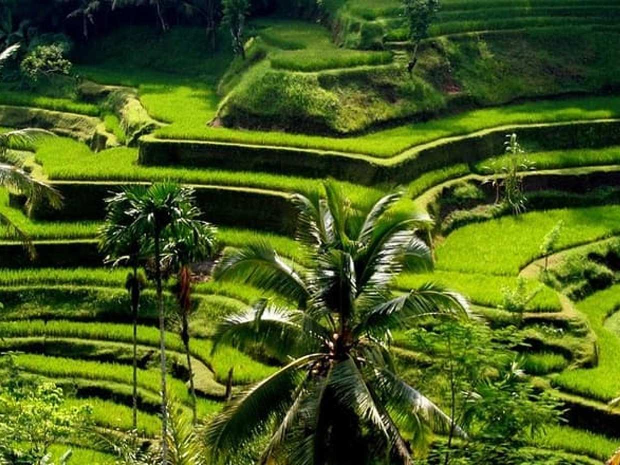 Bali Full-Day Traditional Village Sightseeing Trip All Inclusive