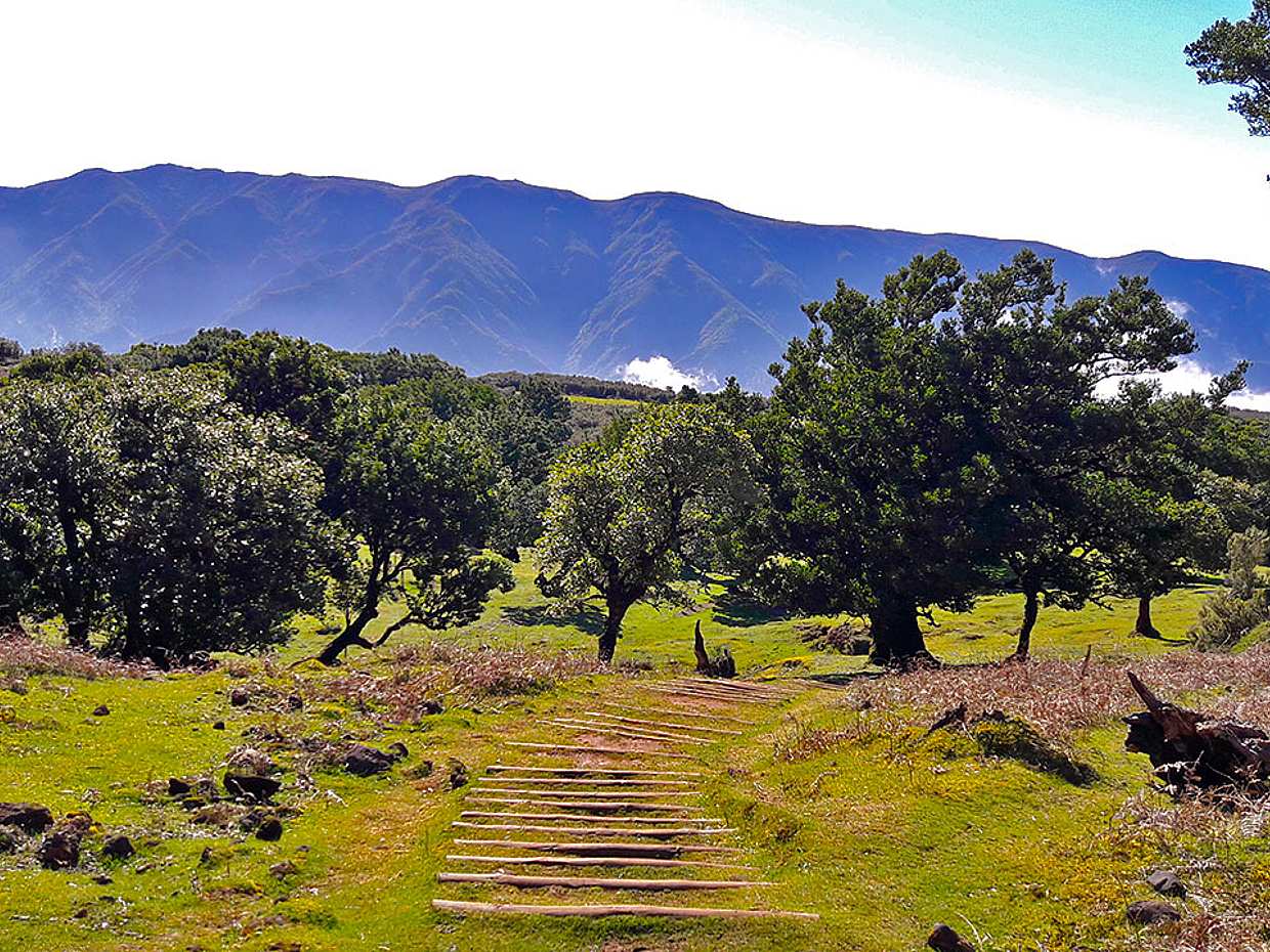 Fanal and Assobiadores Full-day Walking Tour in Portugal, Funchal