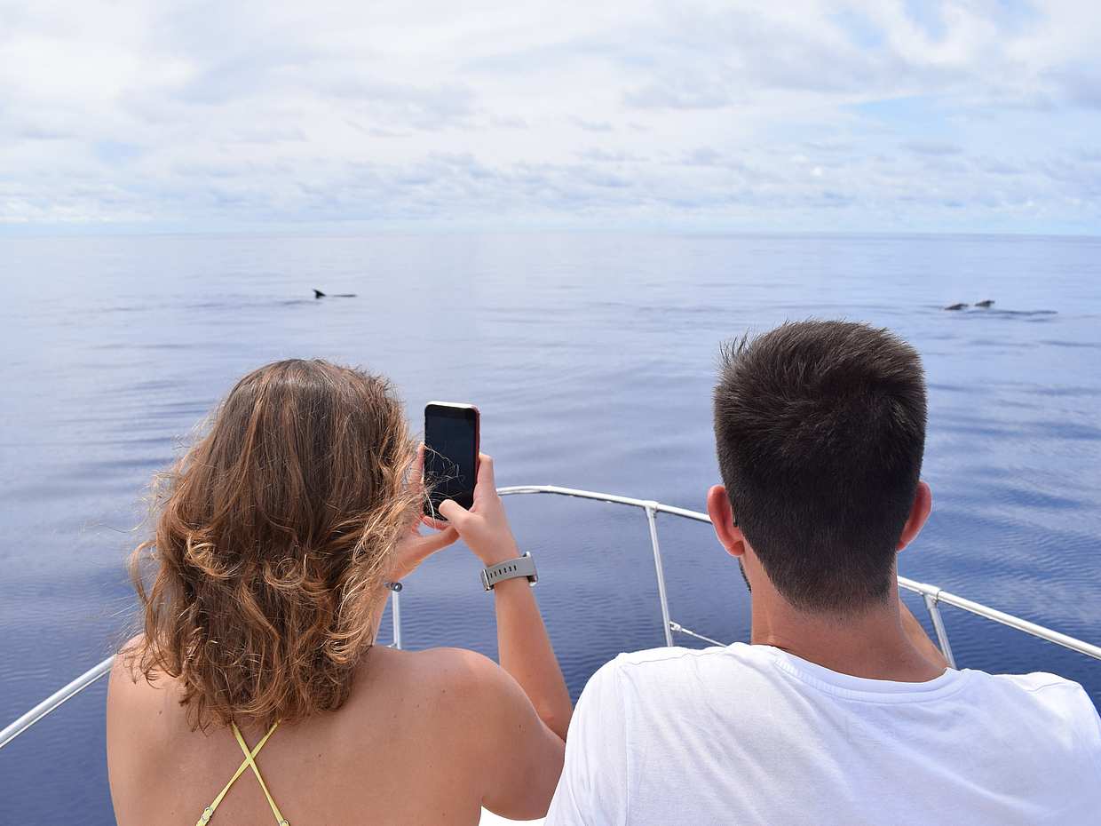 Whales & Dolphins Watching Cruise from Calheta, Madeira in Portugal, Estreito da Calheta, photo 2